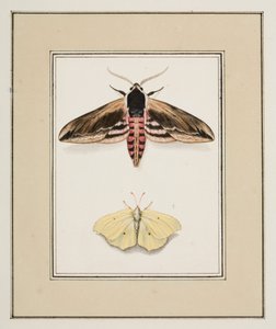 Privet Hawk Moth ja Common Brimstone, n. 1755-1765 (akvarelli paperille)