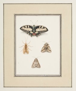 Swallowtail Butterfly, Mayfly ja Two Moths, n. 1755-65 (akvarelli paperille)
