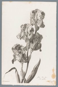Dalmaattinen iiris Vaaleansininen iiris / Iris pallida (otsikko esineessä) Luonnosta piirrettyjä kukkia (...) (sarjan nimi)