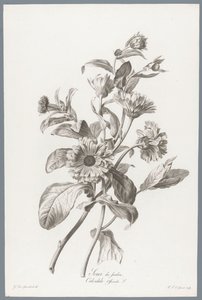 Goudsbloem Kehäkukka / Calendula Officinalis L. (otsikko esineessä) Luonnosta piirrettyjä kukkia (...) (sarjan nimi)