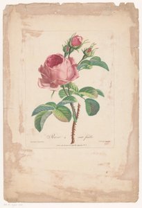 Honderdbladige roos Hundred Leaf Rose (otsikko esineessä)