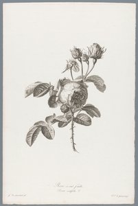 Honderdbladige roos Satalehtinen ruusu / Rosa centifolia L. (otsikko esineessä) Luonnosta piirrettyjä kukkia (...) (sarjan nimi)