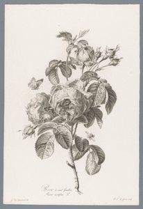 Honderdbladige roos Satalehtinen ruusu / Rosa centifolia L. (otsikko esineessä) Luonnosta piirrettyjä kukkia (...) (sarjan nimi)