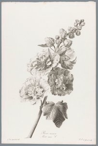 Stokroos Hollyhock / Alcea rosea L. (otsikko esineessä) Luonnosta piirrettyjä kukkia (...) (sarjan nimi)