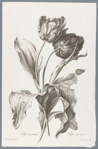 tulp Garden Tulip / Tulipa gesneriana L. (otsikko esineessä) Luonnosta piirrettyjä kukkia (...) (sarjan nimi)