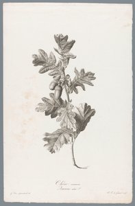 Zomerik Tammi / Quercus robur L. (otsikko esineessä) Luonnosta piirrettyjä kukkia (...) (sarjan nimi)