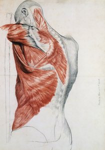 Ihmisen anatomia; Vartalon ja olkapään lihakset (kynä ja punainen liitu paperille)
