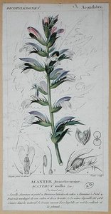 Acanthus Mollis, n. 1820 (värikaiverrus)