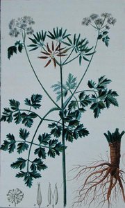 Kasvitieteellinen laatta, jossa on kuvattu kirveliä, Francois Pierre Chaumetonin (1775-1819) "Flore du Dictionnaire des sciences medicales" -teoksesta, julkaistu 1813-1820 (värikaiverrus).