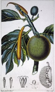 Pão Fruitfinnish