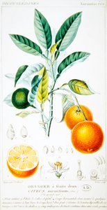 Citrus Aurantium tai Sevillan appelsiini, n.1820 (värikaiverrus)