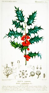 Holly (Ilex aquifolium) kasvitieteellinen levy, n. 1820 (väri litho)