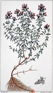 Timjami, n. 1850 (kaiverrus)