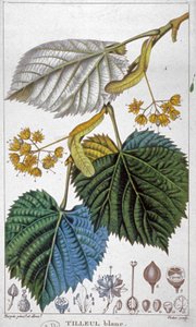 Valkoinen lehmus, n. 1850 (kaiverrus)