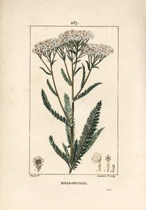 Achillee siankärsämö - Yarrow, Achillea millefolium. Lambert Juniorin käsinvärinen pistekuparikaiverrus Pierre Jean-Francois Turpinin piirustuksesta Chaumetonista, Poiret