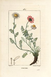 African Pyrethrum - Espanjan pellitory, Anthemis pyrethrum (Anacyclus pyrethrum) kukilla, lehdillä, varrella ja juurilla. Lambert Juniorin käsinvärinen pistekuparikaiverrus Pierre Jean-Francois Turpinin piirustuksesta Chaumetonista, Poiret