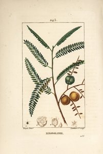 Amla (amala, amalaki), nepalilainen tai intialainen herukka, myrobolan emblique - nepalilainen tai intialainen karviainen, Phyllanthus emblica, lehti, hedelmä ja siemen. Lambert Juniorin käsinvärinen pistekuparikaiverrus Pierre Jean-Francois Turpinin piirr tekijältä Pierre Jean Francois Turpin