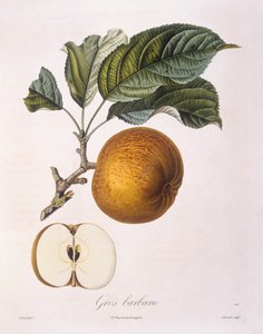 Omena "Gros barbarie" Henry Louis Duhamel du Monceau, Pierre Jean Francois Turpinin kasvitieteellinen levy tekijältä Pierre Jean Francois Turpin