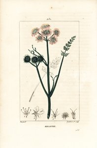 Aquatic oenanthe tai vesifenkoli - Hienolehtinen vesipisara, Oenanthe aquatica. Lambert Juniorin käsinvärinen pistekuparikaiverrus Pierre Jean-Francois Turpinin piirroksesta Chaumetonista, Poiret