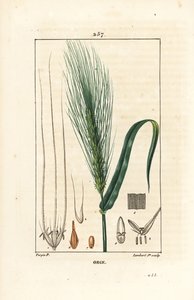 Ohra - Ohra, Hordeum vulgare, jossa näkyy varsi, lehti ja siemenpiikki. Lambert Juniorin käsinvärinen pistekuparikaiverrus Pierre Jean-Francois Turpinin piirroksesta Chaumetonista, Poiret