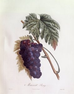 Mustat muskottirypäleet Henry Louis Duhamel du Monceau, kasvitieteellinen levy Pierre Jean Francois Turpin tekijältä Pierre Jean Francois Turpin