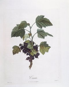 Mustaherukka (Ribes nigrum) tai mustaherukka Noir de Bourgogne Henry Louis Duhamel du Monceau, Pierre Jean Francois Turpinin kasvitieteellinen levy tekijältä Pierre Jean Francois Turpin