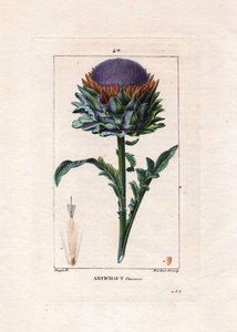 Kasvitieteellinen: artisokka - Artisokan kasvi, lehdet ja kukka, Cynara cardunculus. Lambertin käsinvärinen pistekuparikaiverrus Pierre Jean-Francois Turpinin piirroksesta Chaumetonista, Poiret