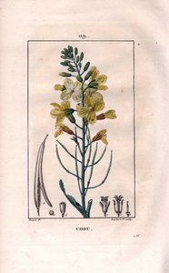 Kasvitieteellinen: kaalin kukka - Kaali, Brassica oleracea. Lambertin käsinvärinen pistekuparikaiverrus Pierre Jean-Francois Turpinin piirroksesta Chaumetonista, Poiret