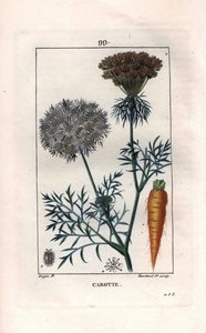 Kasvitieteellinen: porkkana - Porkkanan juuri ja kukka, Daucus carota. Lambertin käsinvärinen pistekuparikaiverrus Pierre Jean-Francois Turpinin piirustuksesta Chaumetonista, Poiret