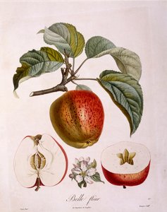 Kasvitiede - Rosaceae - omena "Kaunis kukka". (kasvitieteellinen lauta tekijältä Pierre Jean Francois Turpin