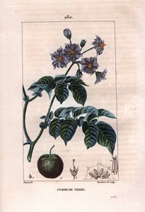Kasvitiede: peruna - Perunakasvi, kukat ja hedelmät, Solanum tuberosum. Lambertin käsinvärinen pistekuparikaiverrus Pierre Jean-Francois Turpinin piirroksesta Chaumetonista, Poiret
