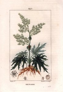 Kasvitiede: raparperi - Raparperikasvi, lehdet ja juuret, Rheum rhabarbarum. Lambertin käsinvärinen pistekuparikaiverrus Pierre Jean-Francois Turpinin piirroksesta Chaumetonista, Poiret
