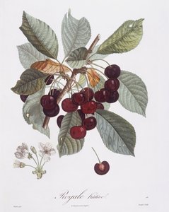 Kirsikkapuu (Prunus avium), Henry Louis Duhamel du Monceau, Pierre Jean Francois Turpinin kasvitieteellinen levy tekijältä Pierre Jean Francois Turpin