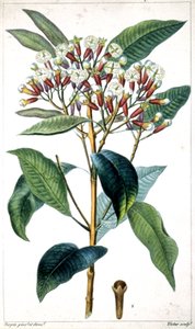 Neilikkapuu ja neilikka, 1800-luvun puoliväli (litografia)
