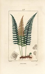 Common Polypod - Polypody saniainen, Polypodium vulgare, jossa on lehtiä, siemeniä ja juuria. Lambert Juniorin käsinvärinen pistekuparikaiverrus Pierre Jean-Francois Turpinin piirustuksesta Chaumetonista, Poiret