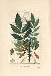 Harvinainen saarni tai saarnipiippu - Tuhkapuu, Fraxinus excelsior, jossa näkyy oksa, lehdet, siemenet ja lehti ääriviivattuna. Lambert Juniorin käsinvärinen pistekuparikaiverrus Pierre Jean-Francois Turpinin piirroksesta Chaumetonista, Poiret