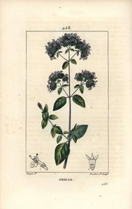 Tavallinen oregano, jota kutsutaan myös luonnonvaraiseksi meiramiksi - Oregano tai villimeirami, Origanum vulgare, kukka, lehti, varsi ja siemen. Lambert Juniorin käsinvärinen pistekuparikaiverrus Pierre Jean-Francois Turpinin piirustuksesta Chaumetonista,