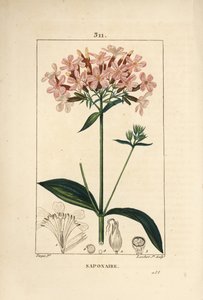 Saippuajuuri, Saponaria officinalis, kukka, lehti, varsi ja siemen. Lambert Juniorin käsinvärinen pistekuparikaiverrus Pierre Jean-Francois Turpinin piirroksesta Chaumetonista, Poiret