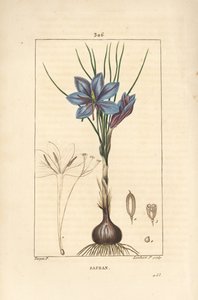 Crocus - Sahramikrookus, Crocus sativus, jossa näkyy kukka, lehti, varsi, sipuli ja stigma. Lambert Juniorin käsinvärinen pistekuparikaiverrus Pierre Jean-Francois Turpinin piirustuksesta Chaumetonista, Poiret