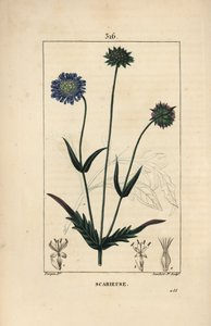 Field scabie tai field scabieuse - Peltomurska, Knautia arvensis, jossa kukka, lehti, varsi, siemen ja lehti ääriviivat. Lambert Juniorin käsinvärinen pistekuparikaiverrus Pierre Jean-Francois Turpinin piirustuksesta Chaumetonista, Poiret