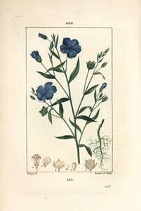 Pellava - pellavansiemenet, Linum sativum. Lambert Juniorin käsinvärinen pistekuparikaiverrus Pierre Jean-Francois Turpinin piirustuksesta Chaumetonista, Poiret
