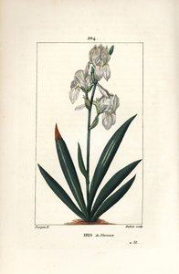 Firenzen iiris, Firenzen iiris - Firenzen iiris, Iris florentina, kukka ja lehti. Dubois