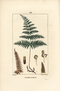 Fougere Aigle ou Grande Fougere - naaras saniainen tai särmä, Pteridium aquilinum. Lambert Juniorin käsinvärinen pistekuparikaiverrus Pierre Jean-Francois Turpinin piirroksesta Chaumetonista, Poiret
