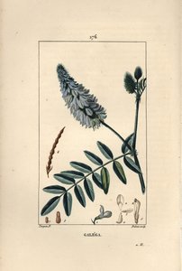 Galega - Vuohenrue, Galega officinalis, kukka, lehti ja siemen. Dubois