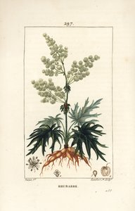 Puutarharaparperi - Raparperi, Rheum rhabarbarum (Rheum palmatum), kukka, varsi, lehti, siemen ja juuri. Lambert Juniorin käsinvärinen pistekuparikaiverrus Pierre Jean-Francois Turpinin piirroksesta Chaumetonista, Poiret