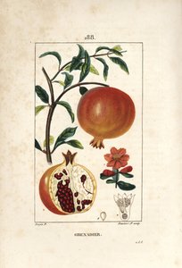 Grenadier - Granaattiomenapuu, Punica granatum, jossa on lehtiä, kukkia, hedelmiä ja hedelmiä, joissa näkyy siemeniä. Lambert Juniorin käsinvärinen pistekuparikaiverrus Pierre Jean-Francois Turpinin piirustuksesta Chaumetonista, Poiret