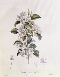 Orapihlaja (Crataegus azarolus) kukka Henry Louis Duhamel du Monceau, Pierre Jean Francois Turpinin kasvitieteellinen levy tekijältä Pierre Jean Francois Turpin