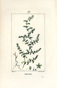 Herniary glabrous tai turquette - Rupture wort, Herniaria glabra. Lambert Juniorin käsinvärinen pistekuparikaiverrus Pierre Jean-Francois Turpinin piirustuksesta Chaumetonista, Poiret