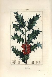 Holly - Holly, Ilex aqualifolium, piikkilehdillä ja punaisilla marjoilla. Lambert Juniorin käsinvärinen pistekuparikaiverrus Pierre Jean-Francois Turpinin piirustuksesta Chaumetonista, Poiret