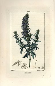 Hyssop officinale tai iisoppi - Iisoppi, Hyssopus officinalis. Lambert Juniorin käsinvärinen pistekuparikaiverrus Pierre Jean-Francois Turpinin piirustuksesta Chaumetonista, Poiret